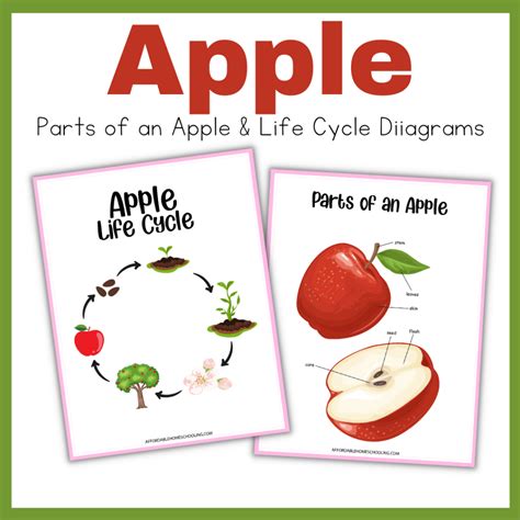 Printable Life Cycle Of An Apple - Printable Calendars AT A GLANCE