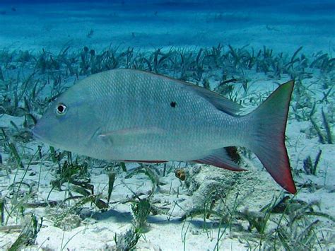 Image result for Mutton Snapper