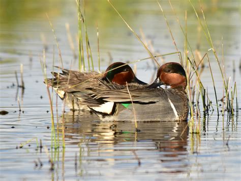 Green winged teal at Seedskadee NWR | FWS.gov