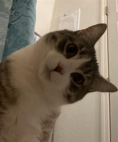 Squishy's perfected the head tilt : r/cats