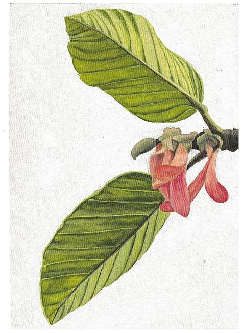 Anamalai Hills: This book features 11 threatened tree species found there