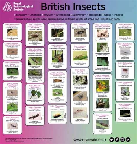 Image result for Insect Guide