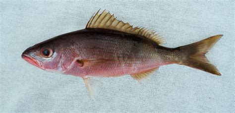 Image result for Canadian Snapper