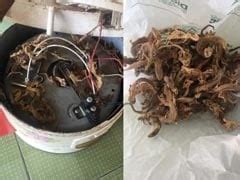 Leftover Rice Recipe: How To Make Chinese Fried Rice With Leftover Rice ...