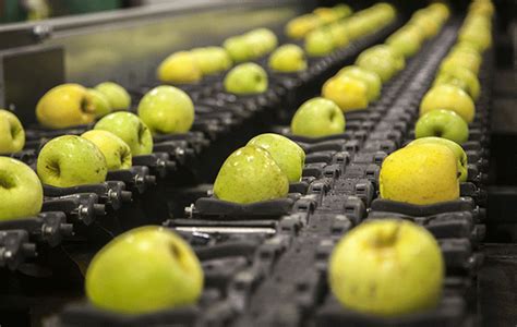 Process Fruit 的图像结果