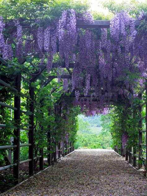 The Best Vines to Grow on Arches and Pergolas | Beautiful gardens ...