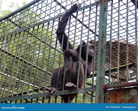Monkey in a cage stock photo. Image of close, herbivore - 141006794