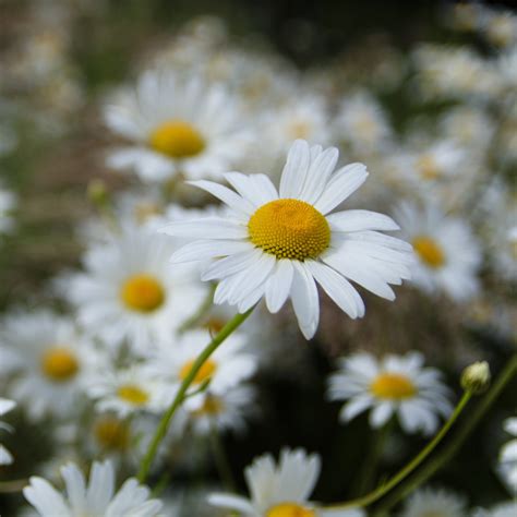 Chrysanthemum Alaska Shasta Daisy Flower | X 200 Seeds (NOT TO WA ...