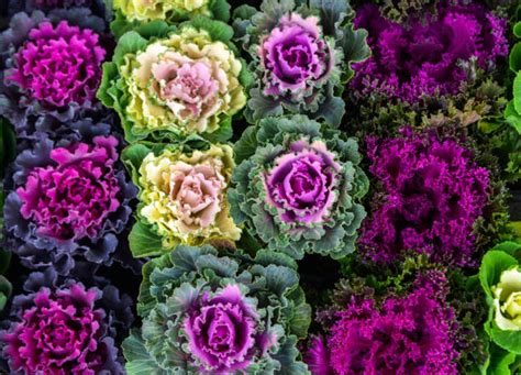 Kale Ornamental Colourwise – korrelseeds
