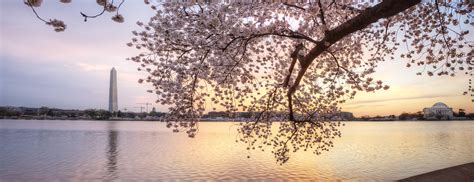 Bing Wallpaper Cherry Blossom 的图像结果