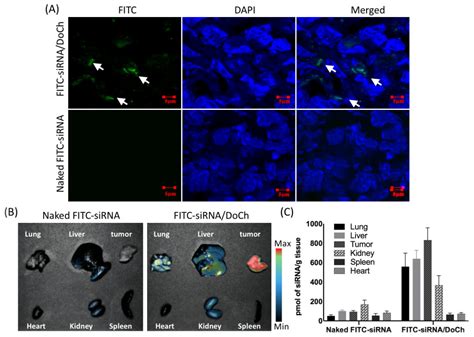 Silencing of STAT3 via Peptidomimetic LNP-Mediated Systemic Delivery of ...