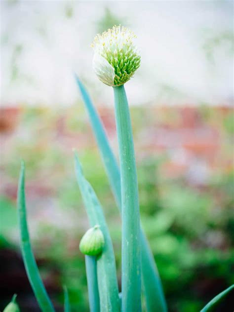 Onion Bulb Flower