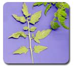 Horticulture :: Mineral Nutrition- Vegetables-Tomato