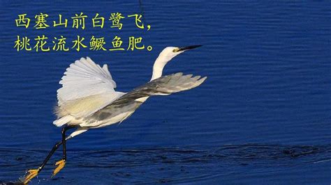 【白鹭实在是一首诗 一首韵在骨子里的散文诗摄影图片】南京生态摄影_太平洋电脑网摄影部落