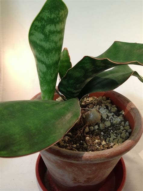 Sansevieria 『sp. Ruvuma Litembo』tanzania ルブマ リテンボ | COOL-PLANTs
