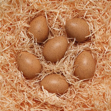 Buy Sensory Sound Eggs - Sensory Toy / Fidget Toy Online at Lowest ...