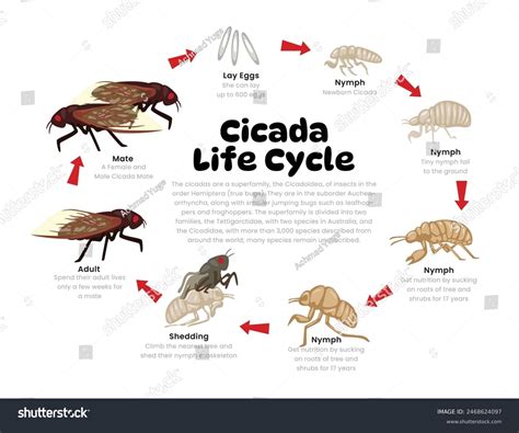 Image result for C4d Insect Walk Cycle Tutorial