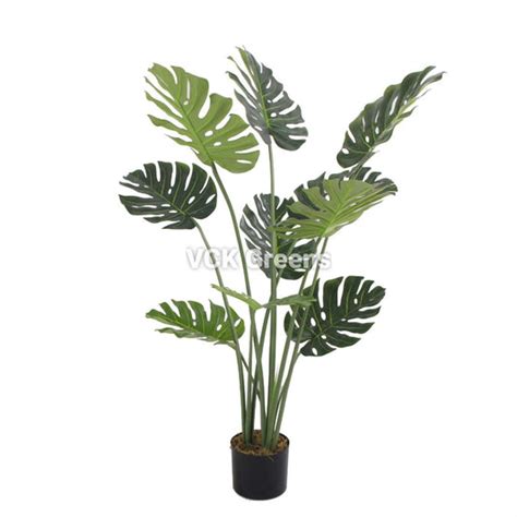Monstera Plants – VCK Greens