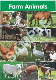 Image result for Beautiful Animal Posters