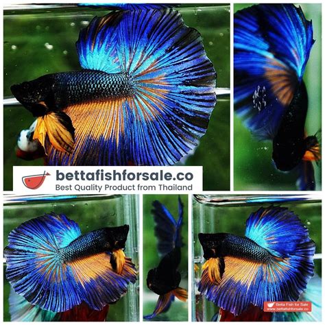 Image result for Betta Fish Compatibility