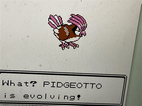 Image result for Pidgeotto Evolution Levels