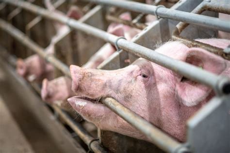 Intensive Pig Farming 的图像结果