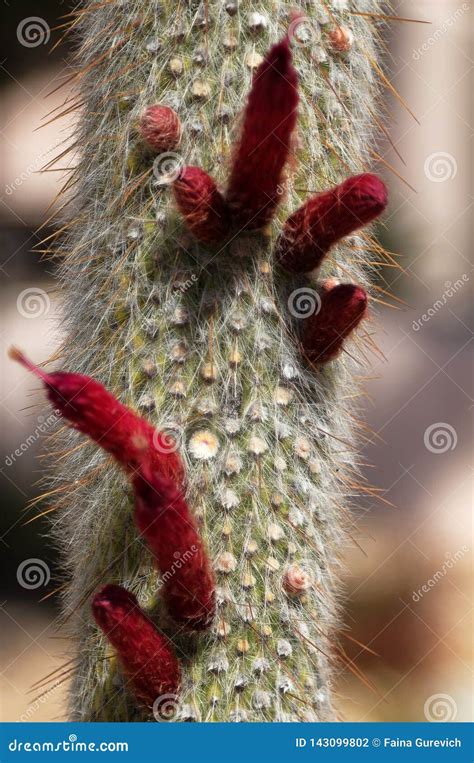 Cephalocereus Senilis Or Old Man Cactus In Planting Pot Stock Photo ...