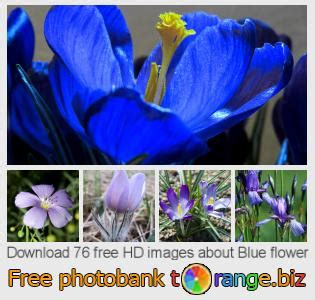 Image result for Spring Flower 321