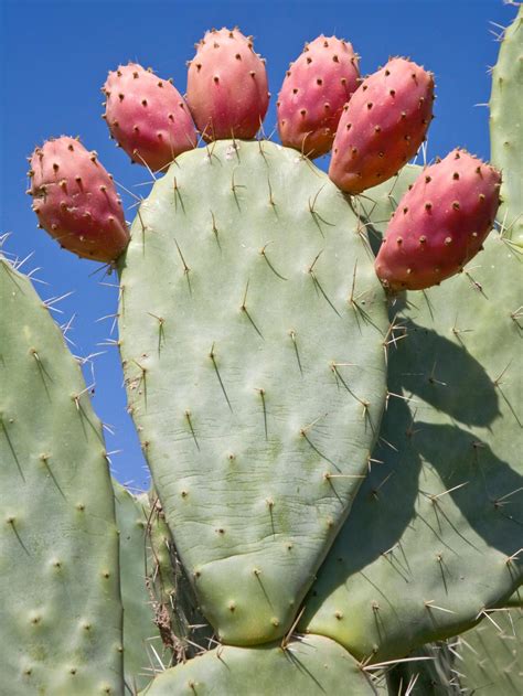 Prickly Pear Cactus Images