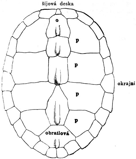 Image result for Box Turtle Shell Drawing