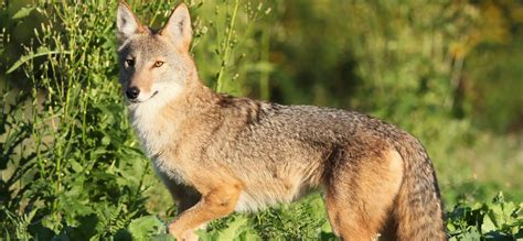 Proven Calling Setups for Foxes and Coyotes - HuntStand