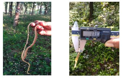 Rubber Tapping Machine Bholanath