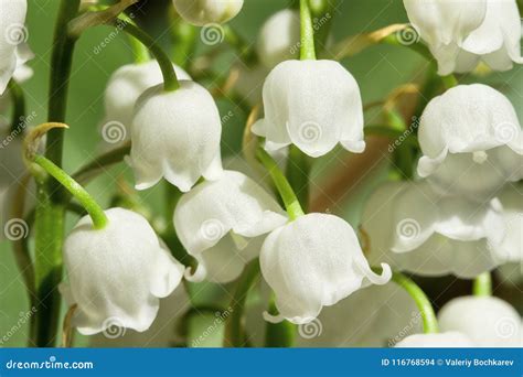 Lily of the Valley. Garden Flower with Beautiful Smell Stock Photo - Image of fragrant, closeup ...