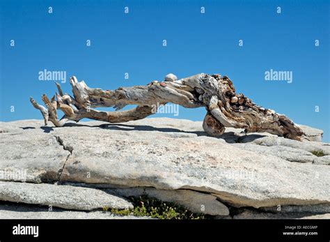 Image result for Sentinel Dome Tree