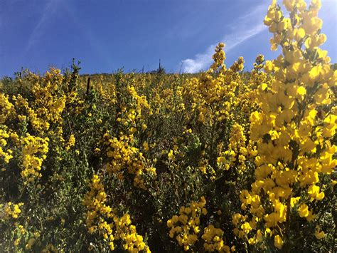 Rooibos and Honeybush tea from the tip of Africa | Tutor Teacher Hanne ...