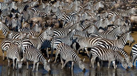 Orphaned Baby Zebra Is Saved by the Herd - A-Z Animals