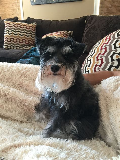 Craigslist Orlando Pets Miniature Schnauzer - Pet Spare