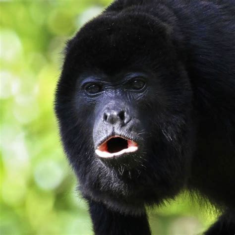 Unpacking the Primal Symphony: The Science Behind Howler Monkey Noise