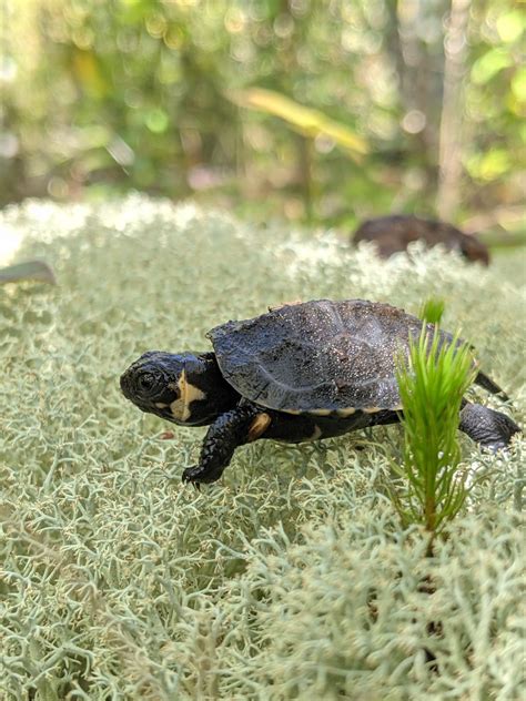 Small Turtles, Big Future: Southern Population of the Bog Turtle ...