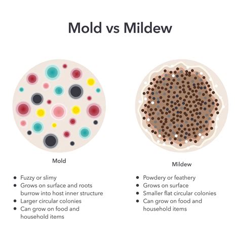 Premium Vector | Mold versus Mildew scientific vector illustration