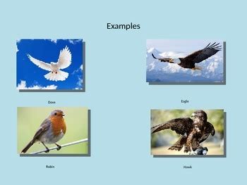 Image result for Classification Key for Birds