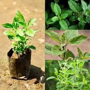 Cloud Farm Vana Tulsi Plants - Medicinal Herb For Natural Healing And ...