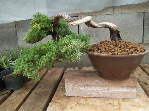 Green Mound Juniper Bonsai Tree Care Guide (Juniperus procumbens ...