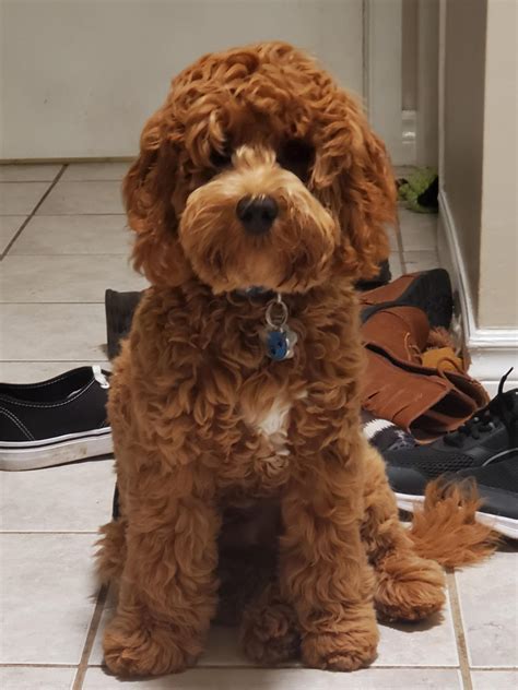 Image result for Cockapoo Teddy Cut