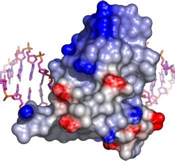 Image result for Actions Generate Electrostatic Surface PyMOL