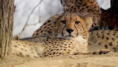 Gwalior Zoo Offers An Enjoyable Experience In Madhya Pradesh