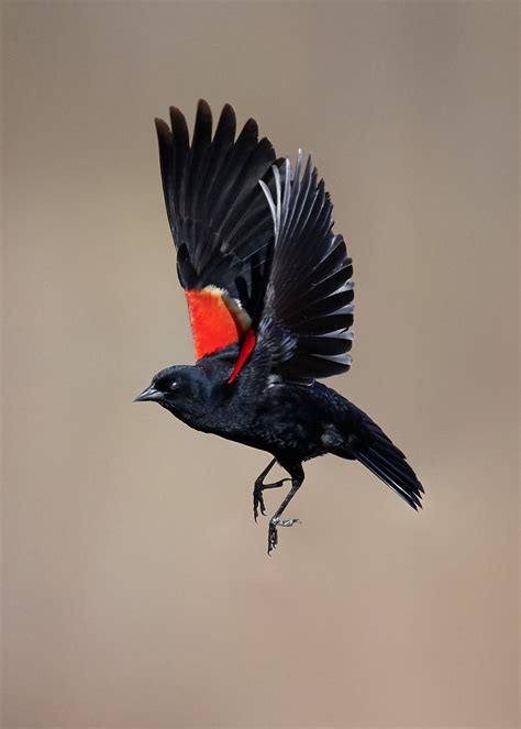 Image result for Order Status