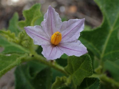 Solanum humile Lam. | Plants of the World Online | Kew Science