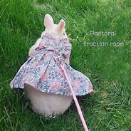 Image result for Pet Rabbit Clothes