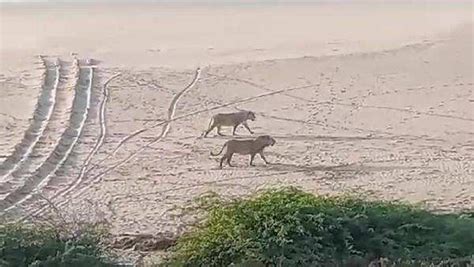 crocodile eats dog: On cam: Hungry crocodile attacks a dog in Chambal river